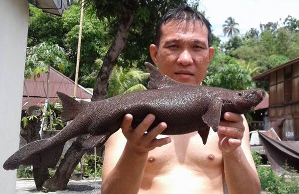 Ikan Langka Temuan Polisi di Minahasa Bisa Jadi Hiu Jenis Baru