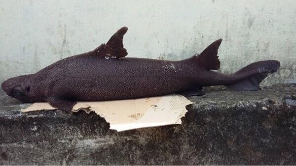 Ikan Langka Temuan Polisi di Minahasa Bisa Jadi Hiu Jenis Baru