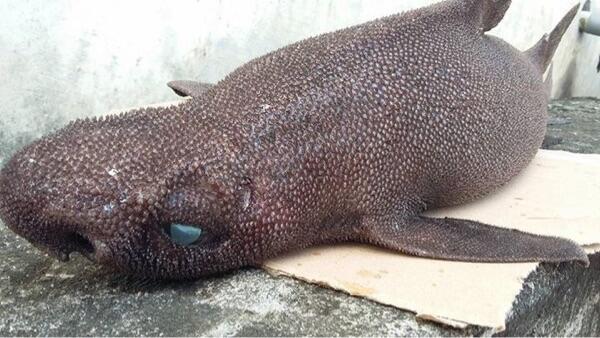 Ikan Langka Temuan Polisi di Minahasa Bisa Jadi Hiu Jenis Baru