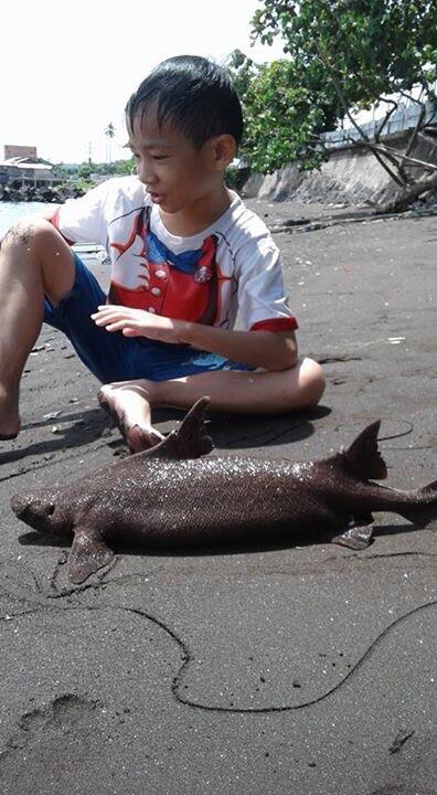 Ikan Langka Temuan Polisi di Minahasa Bisa Jadi Hiu Jenis Baru