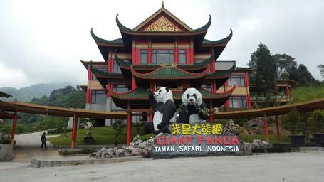 Akhirnya, Sepasang Panda Akan Hadir di Taman Safari Indonesia