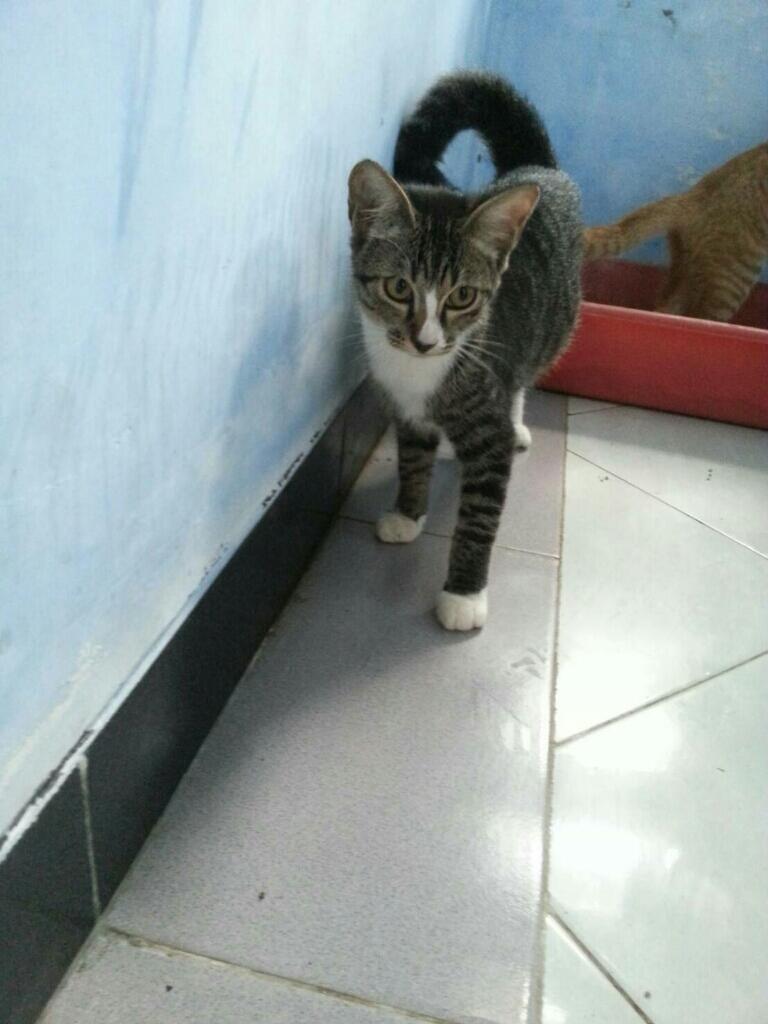 Hibah Kucing Lucu2!!