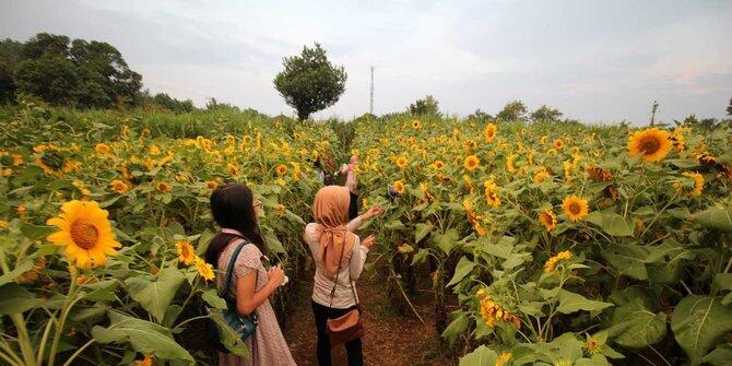 Taman Bunga Tercantik yang Ada di Indonesia