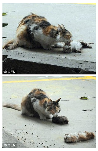Bikin Nangis, Kucing ini Berusaha Hidupkan Anaknya Mati Dibunuh Orang