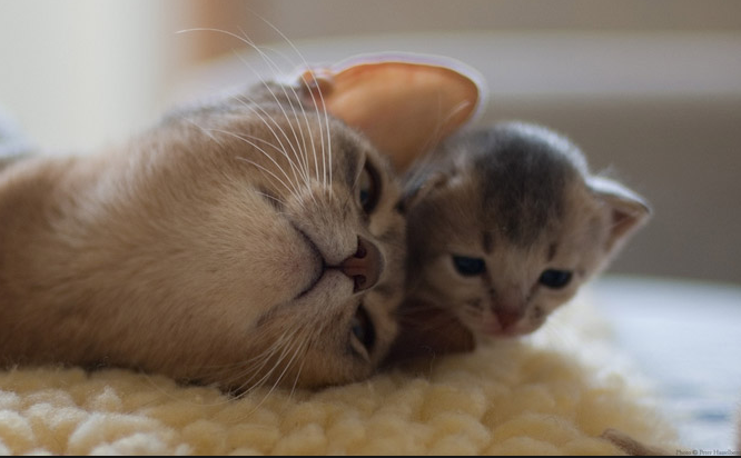 Bikin Nangis, Kucing ini Berusaha Hidupkan Anaknya Mati Dibunuh Orang