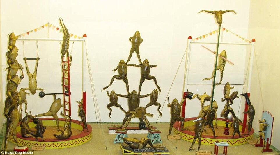 Mungkin begini jadinya andai manusia menjadi katak ! Wow