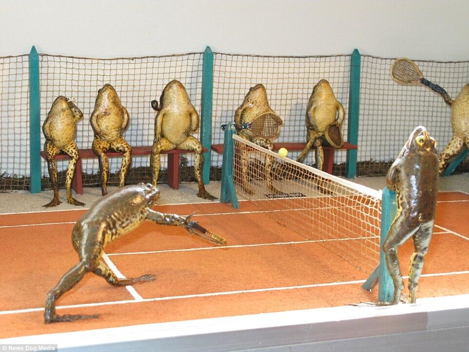 Mungkin begini jadinya andai manusia menjadi katak ! Wow
