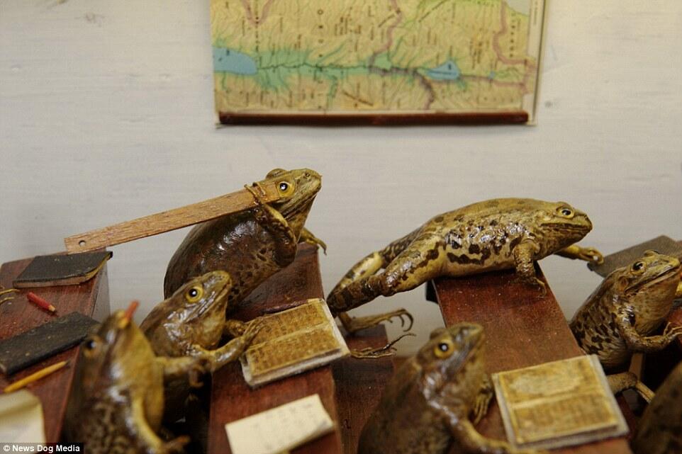 Mungkin begini jadinya andai manusia menjadi katak ! Wow
