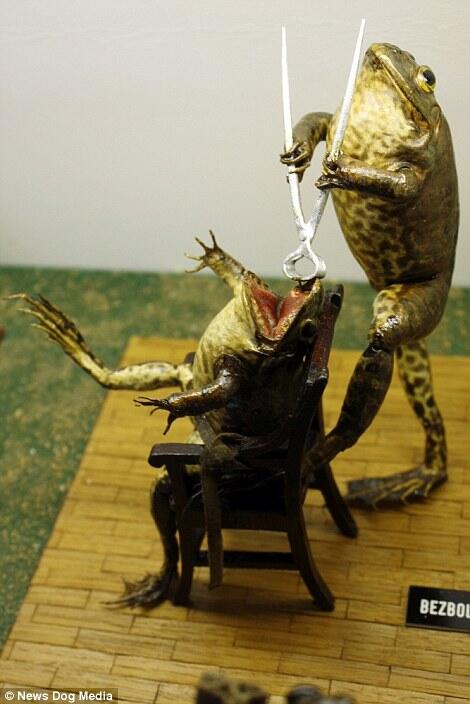 Mungkin begini jadinya andai manusia menjadi katak ! Wow