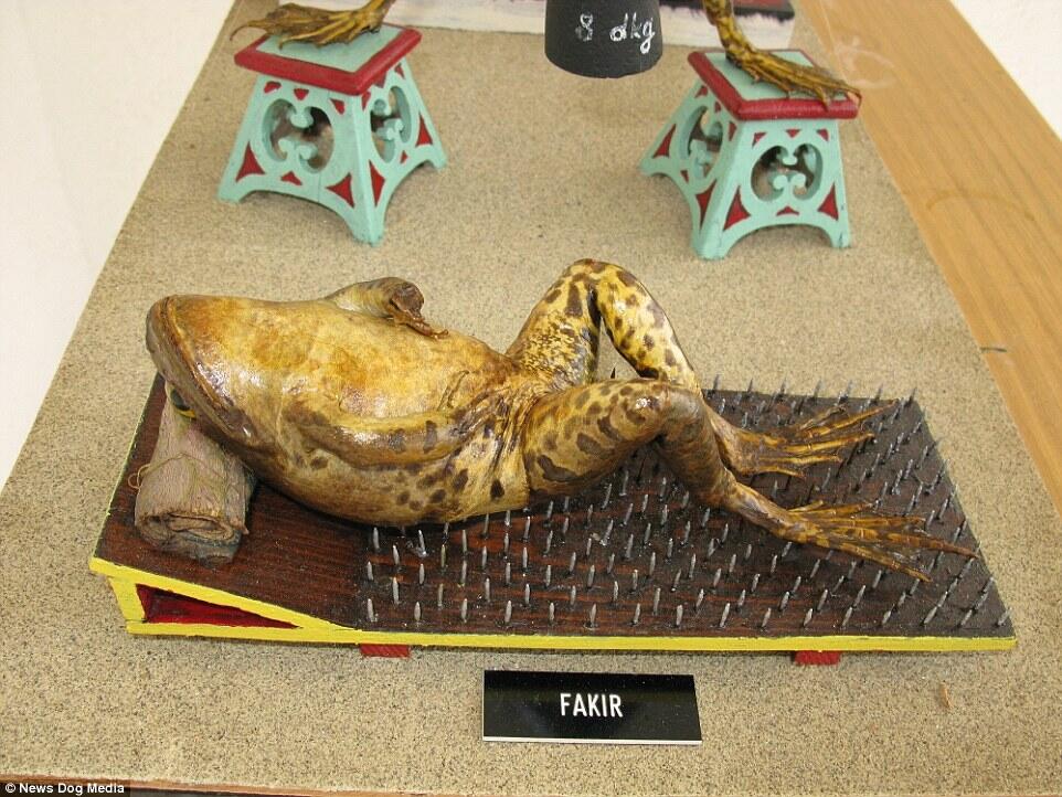Mungkin begini jadinya andai manusia menjadi katak ! Wow