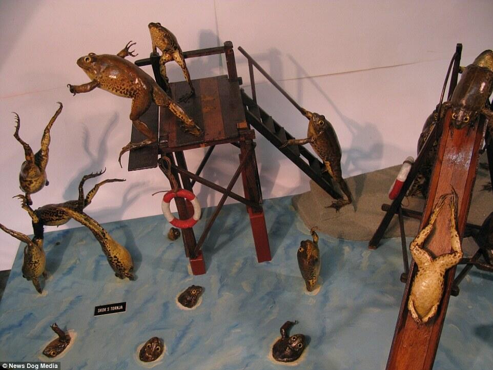 Mungkin begini jadinya andai manusia menjadi katak ! Wow