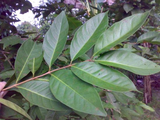 Manfaat Lain Bumbu Dapur..
