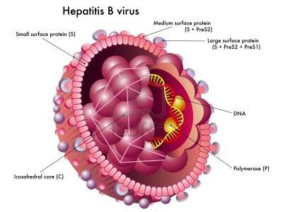 &#91;LOMBA&#93; Apa sih yang dimaksud HBSAg Reaktif ?
