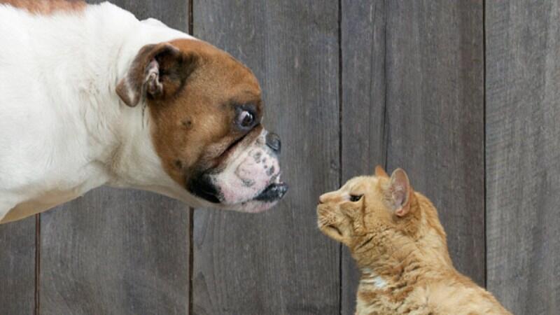 &#91;Anjing Ganas VS Kucing&#93; Si Anjing Dilarikan ke Rumah Sakit Usai Lawan Seekor Kucing 
