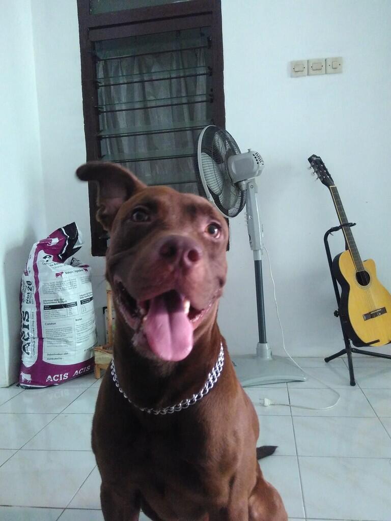 (help)hibah anjing gratis (bersyarat)