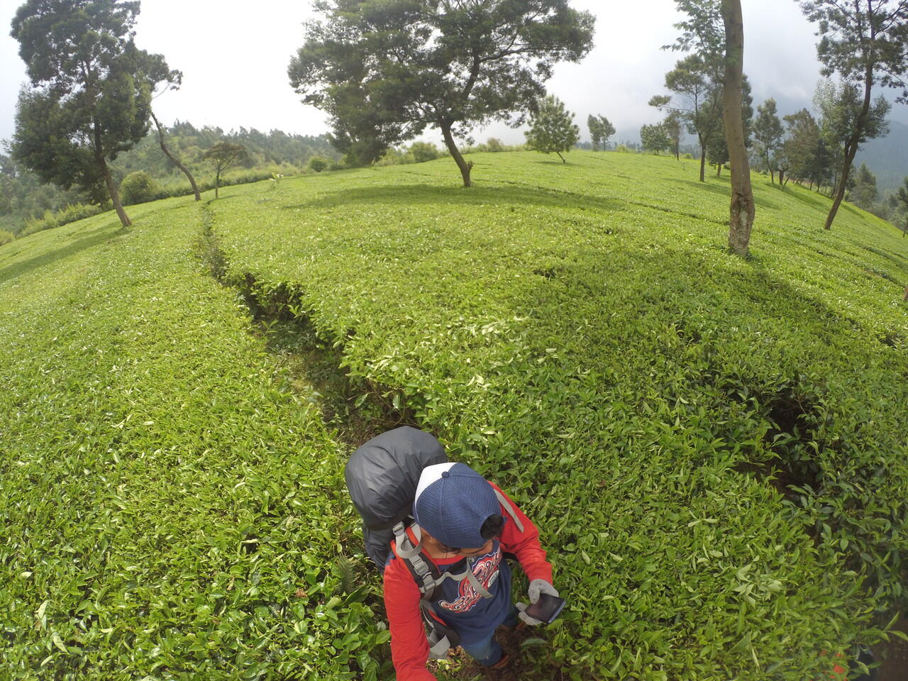 PENDAKIAN GUNUNG SINDORO VIA TAMBI