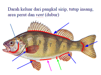 Kenali Ikan Yang Akan Anda Konsumsi