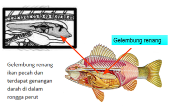 Kenali Ikan Yang Akan Anda Konsumsi