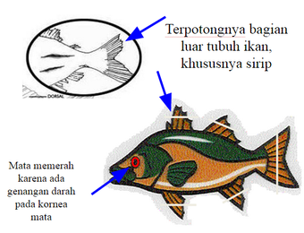 Kenali Ikan Yang Akan Anda Konsumsi