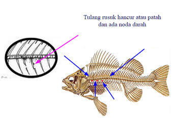 Kenali Ikan Yang Akan Anda Konsumsi