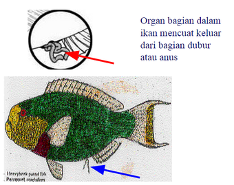 Kenali Ikan Yang Akan Anda Konsumsi