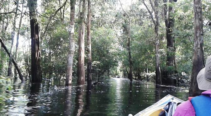 Lika-liku Sungai dan Satwa Eksotis Bertemu di Kalimantan