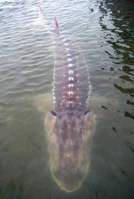 Ikan Langka Di Waduk Jatigede