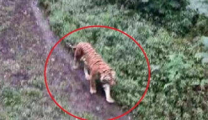 Heboh, Penampakan Harimau Jawa di Gunung Arjuno