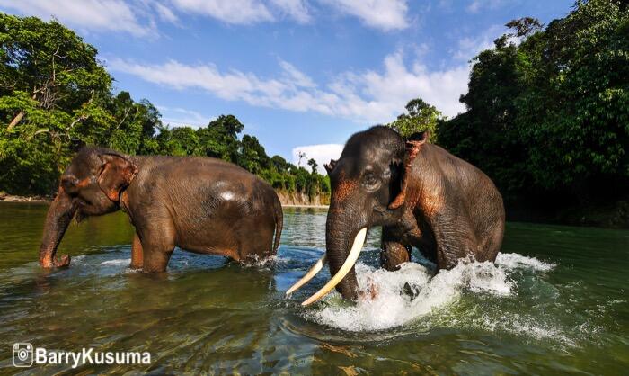 Fakta Unik tentang Gajah Sumatera.