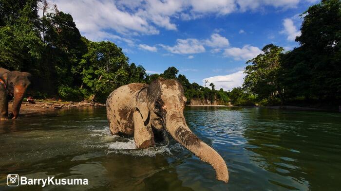 Fakta Unik tentang Gajah Sumatera.