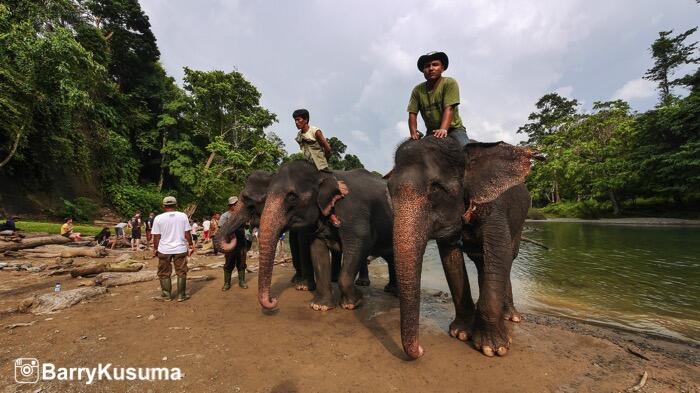 Fakta Unik tentang Gajah Sumatera.