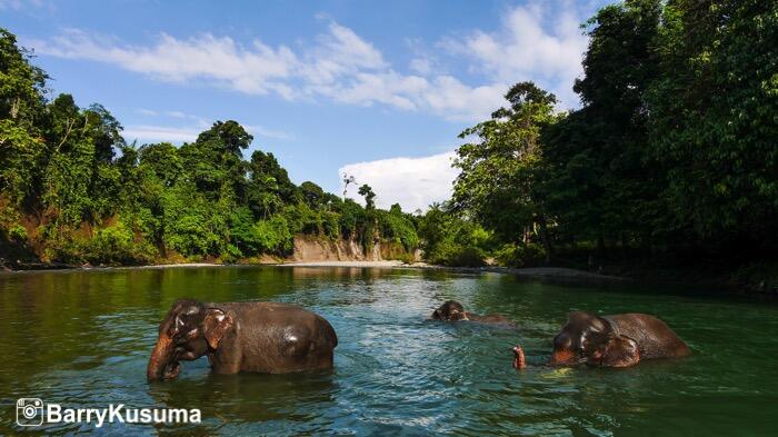 Fakta Unik tentang Gajah Sumatera.