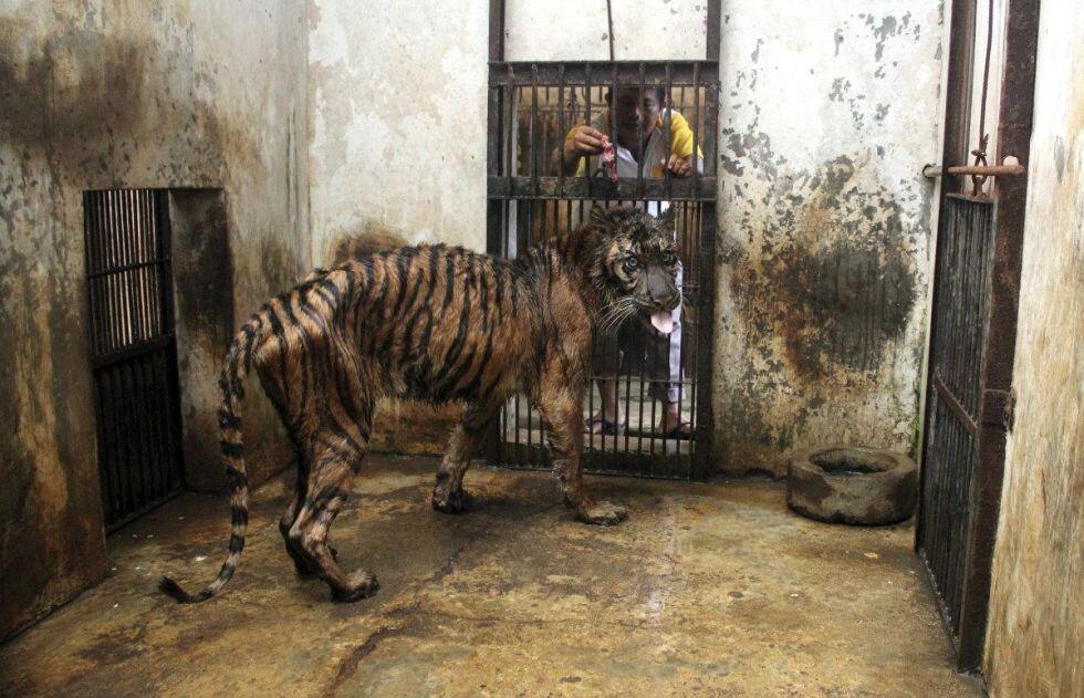 Menyoal penahanan pecinta satwa karena status Facebook