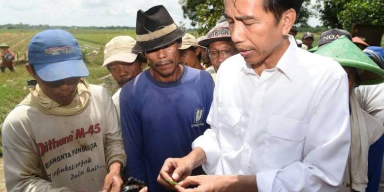 Jokowi Gelar Kontes Domba Garut di Istana Bogor, Yuk Nonton!