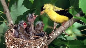 &quot;?&quot; Burung Tinggal Anak &quot;?&quot; Burung Apaan Tuh?