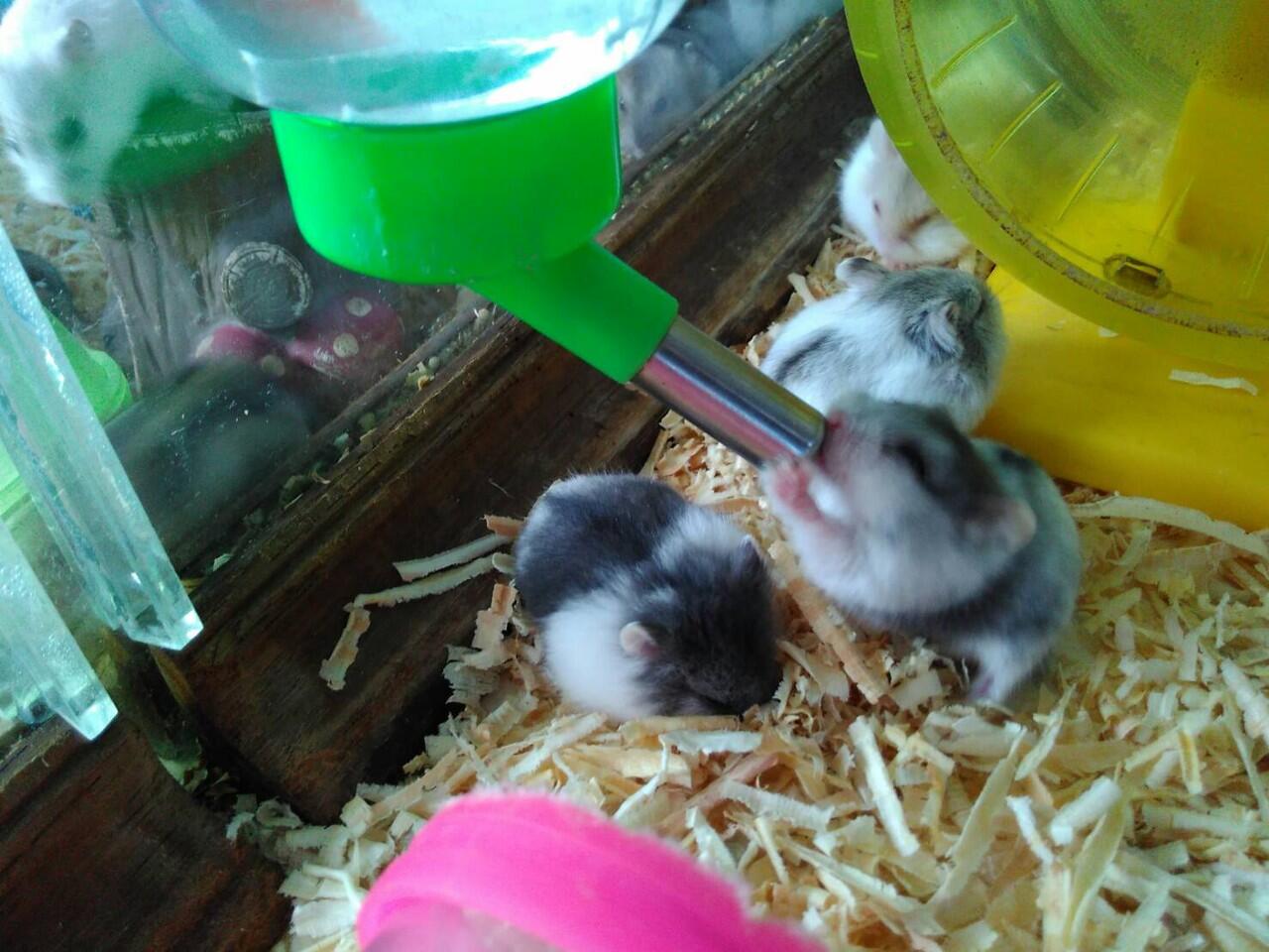 Terjual [Rumah Hamster Bekasi] Hamster Campbell, Syrian, Winter White