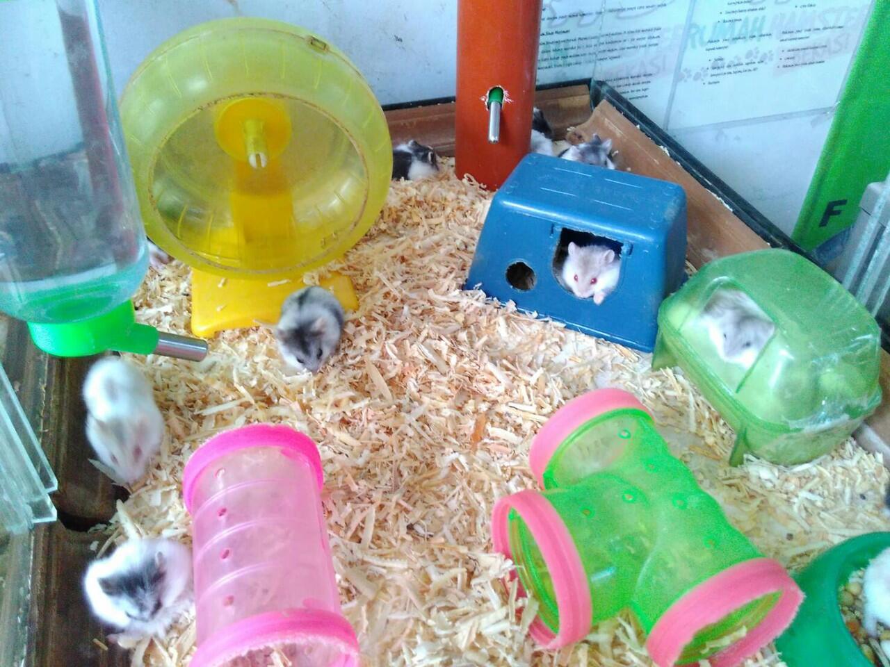 Jual [Rumah Hamster Bekasi] Hamster Campbell, Syrian 