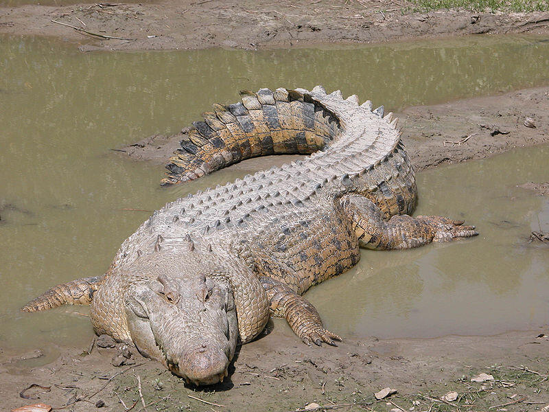 (Pesona Indonesia) Reptil terbesar dan terpanjang ternyata ada di Indonesia