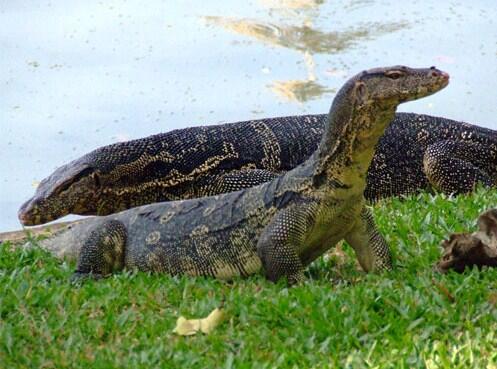 (Pesona Indonesia) Reptil terbesar dan terpanjang ternyata ada di Indonesia