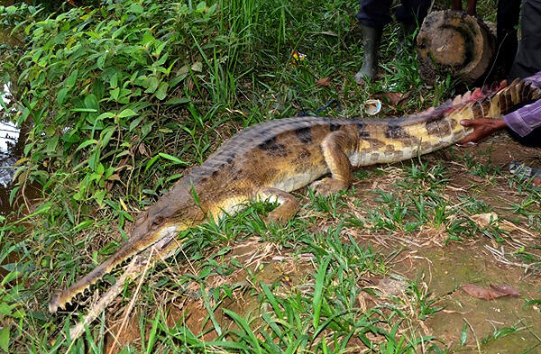 (Pesona Indonesia) Reptil terbesar dan terpanjang ternyata ada di Indonesia