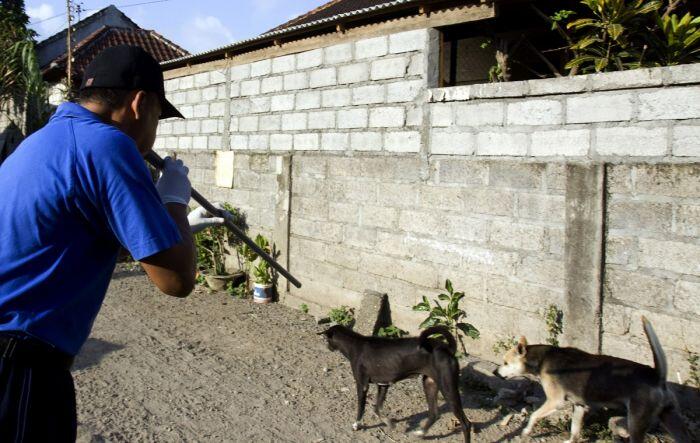 Kalimantan Barat tetapkan kejadian luar biasa rabies
