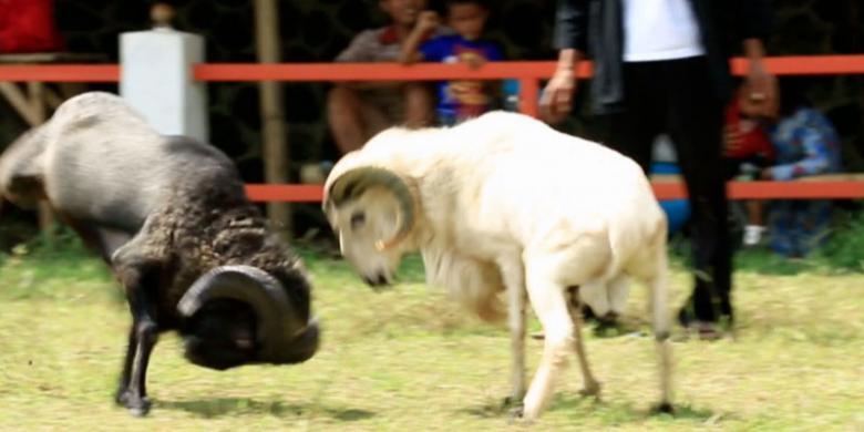 Ini Alasan Jokowi Gelar Kontes Domba Garut