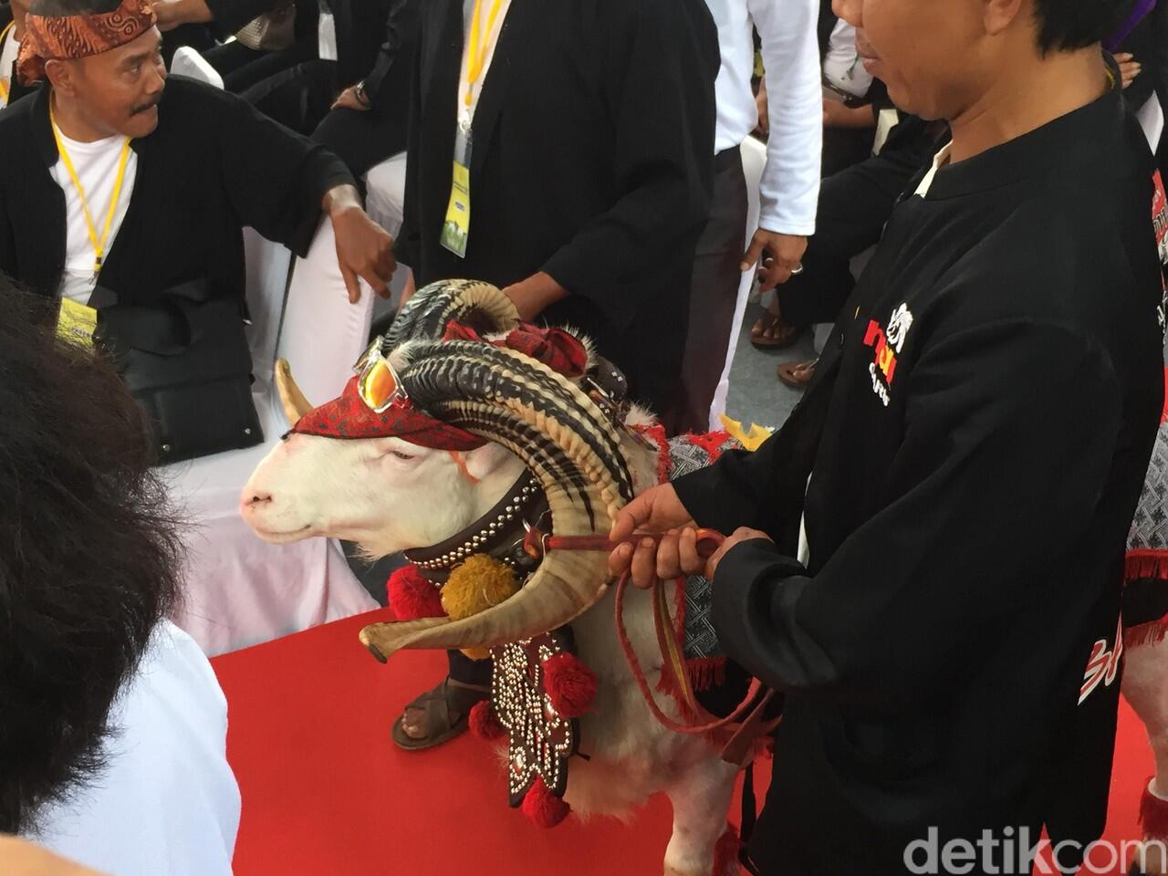Peternak Domba se-Indonesia Curhat ke Jokowi, Termasuk Wakil Ketua PPATK