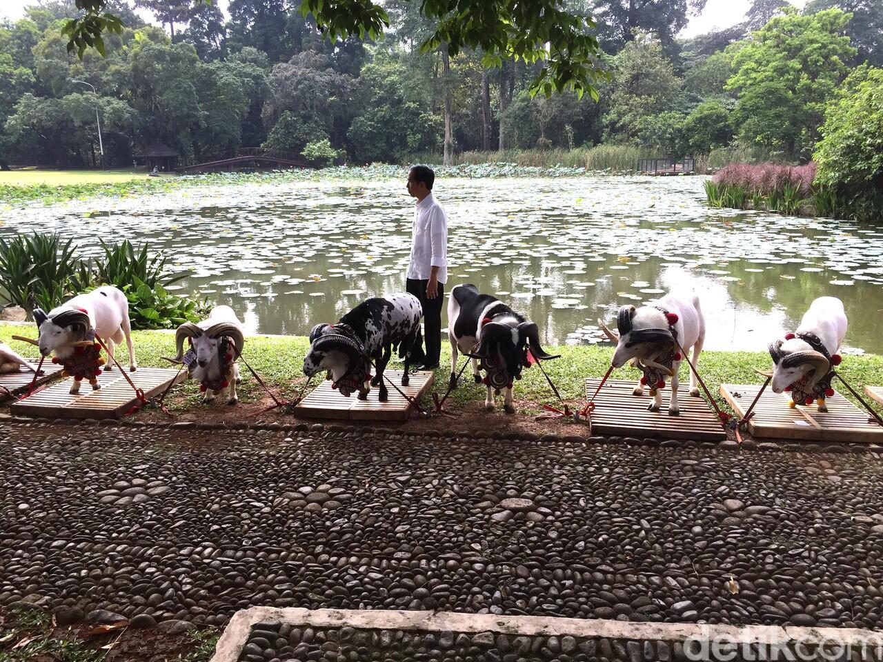 Peternak Domba se-Indonesia Curhat ke Jokowi, Termasuk Wakil Ketua PPATK