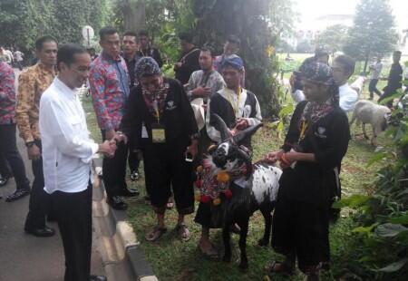 Jokowi Terkejut Harga Domba Garut Sampai Rp60 Jutaan