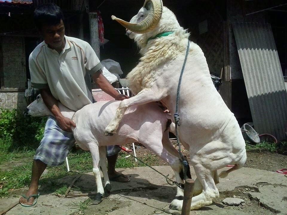 Grilled Kambing Tumblr