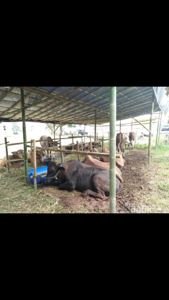 Seperti daging sapi segar di pasar, Harga hewan kurban juga naik