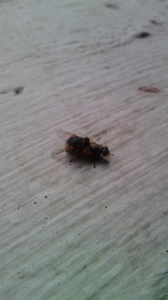 Begini rupa nya cara lalat kawin!