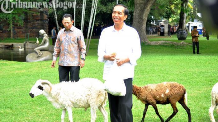 Ini Nama Domba Milik Jokowi, Dilepas di Halaman Istana Bogor