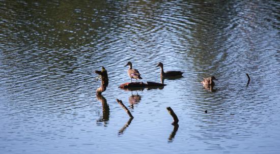 Danau Ranamese di flores , Permata Ketenteraman
